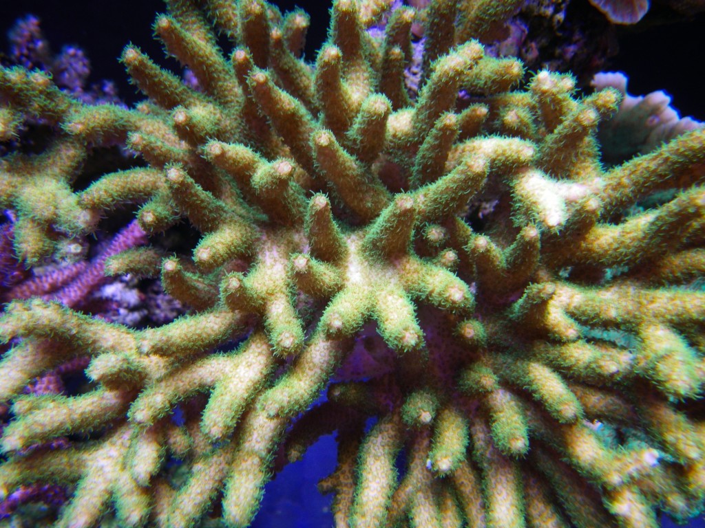 sps_coral_LED_aquarium-1024x768.jpg