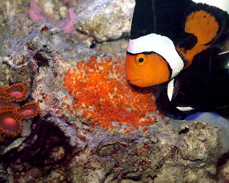 clownfish-eggs-3-050408.jpg