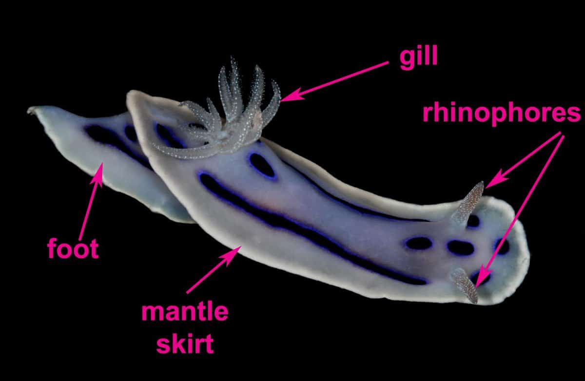 Sea Slugs: Characteristics, habitats, reproductions and more