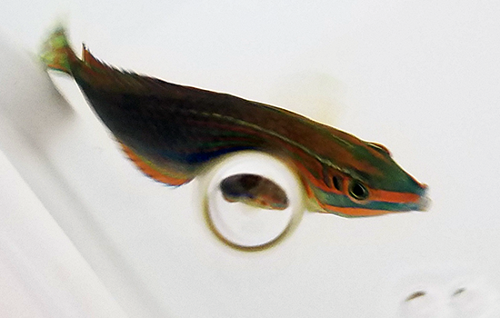 wrasse_01.png