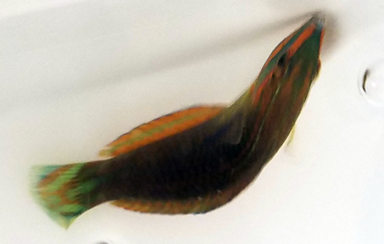 wrasse_03.png