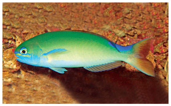 Hoplolatilus-randalli-tilefish.png