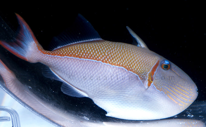 goldenback-triggerfish-6.jpg