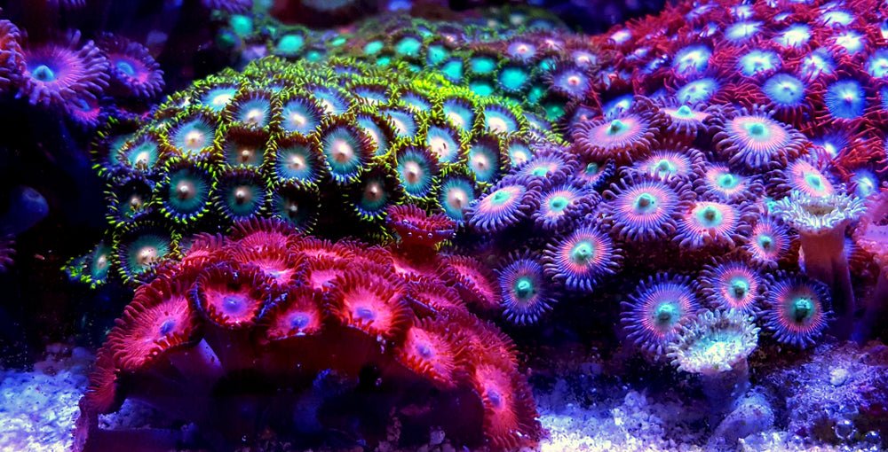 reefchasers.com