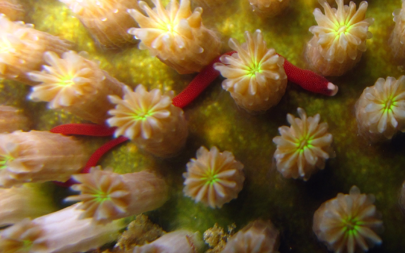 bulbonaricus-davaoensis-red-coral-pipefish.jpg