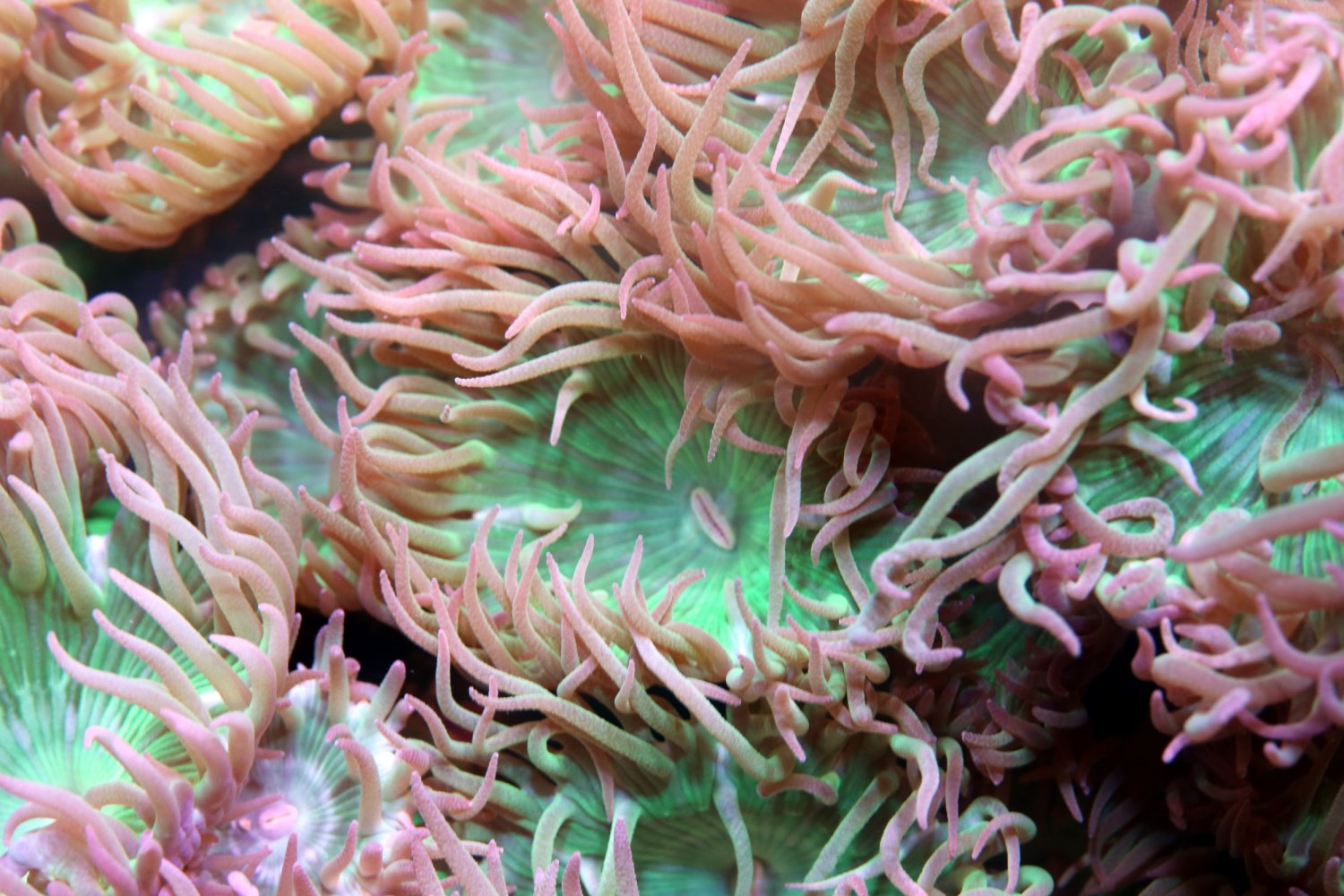 coral4-jpg.41326