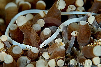 mushroom-coral-pipefish-13639233.jpg