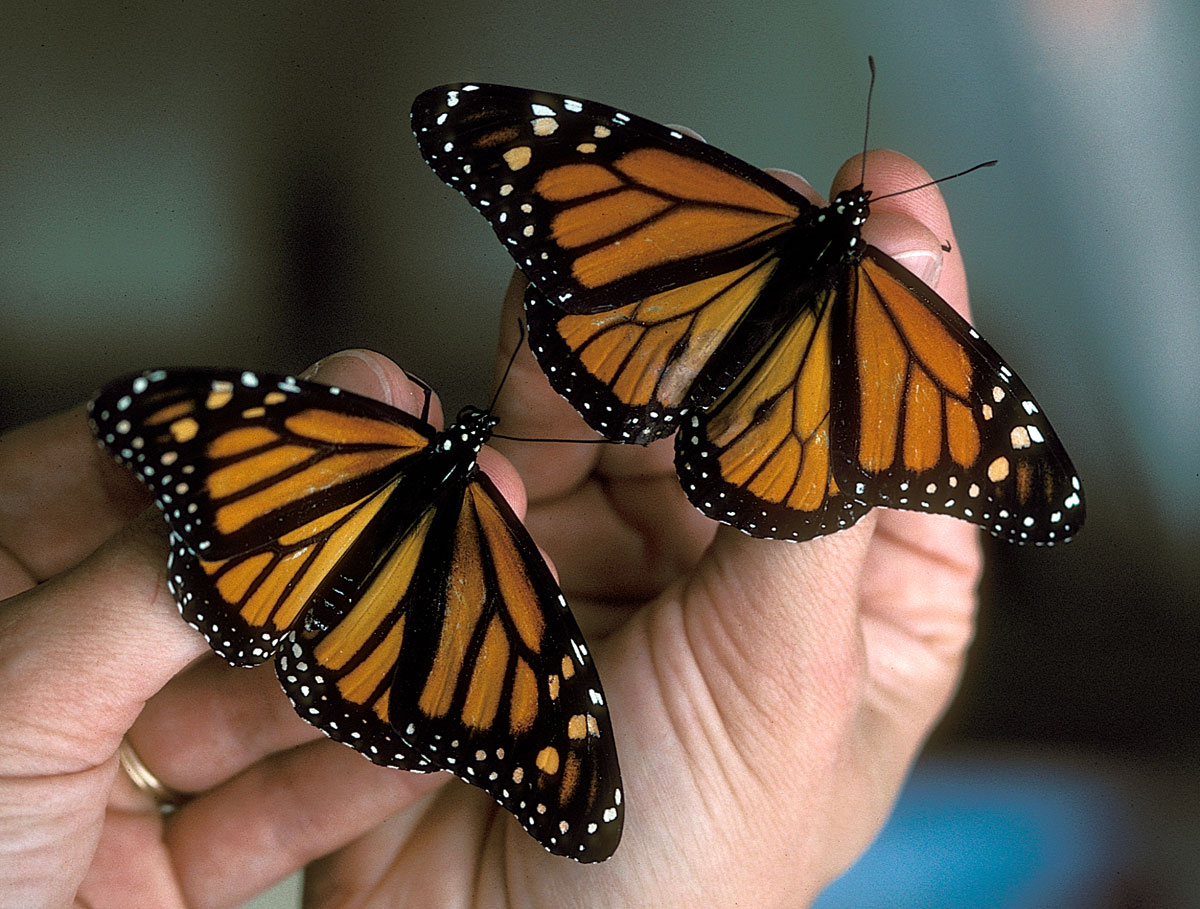 monarchs_male_female1200.jpg