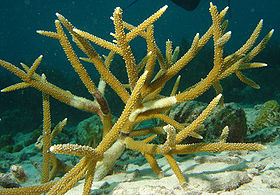 280px-Staghorn-coral-1.jpg