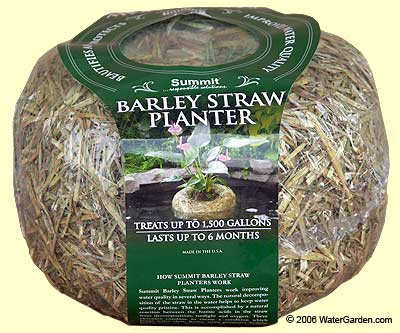 BarleyStrawPlanter.jpgA.jpg