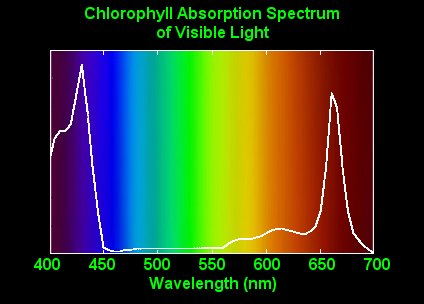 ChlorophyllSpectrum.jpg