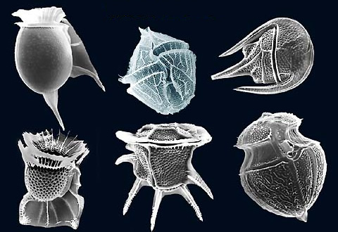 dynoflagellates.jpg