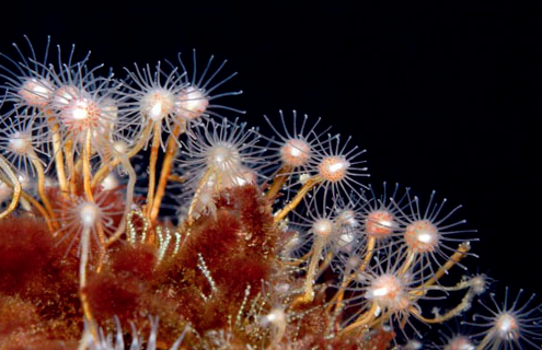 hydroids.png
