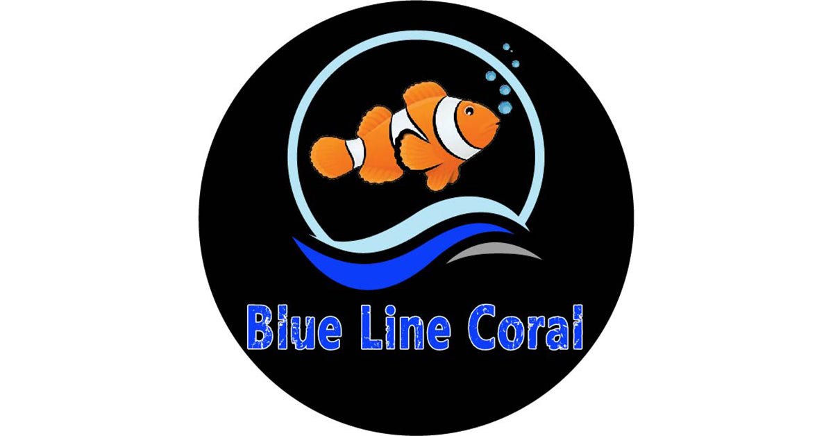 www.bluelinecoral.com