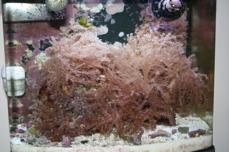 colt-coral-picture059-jpg-10988d1444236877