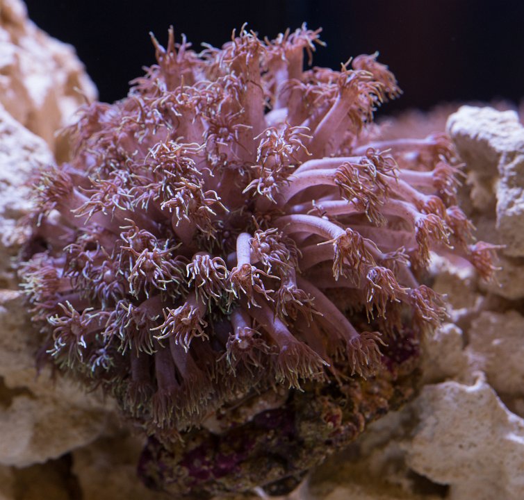 Corals-Critters-9274.jpg