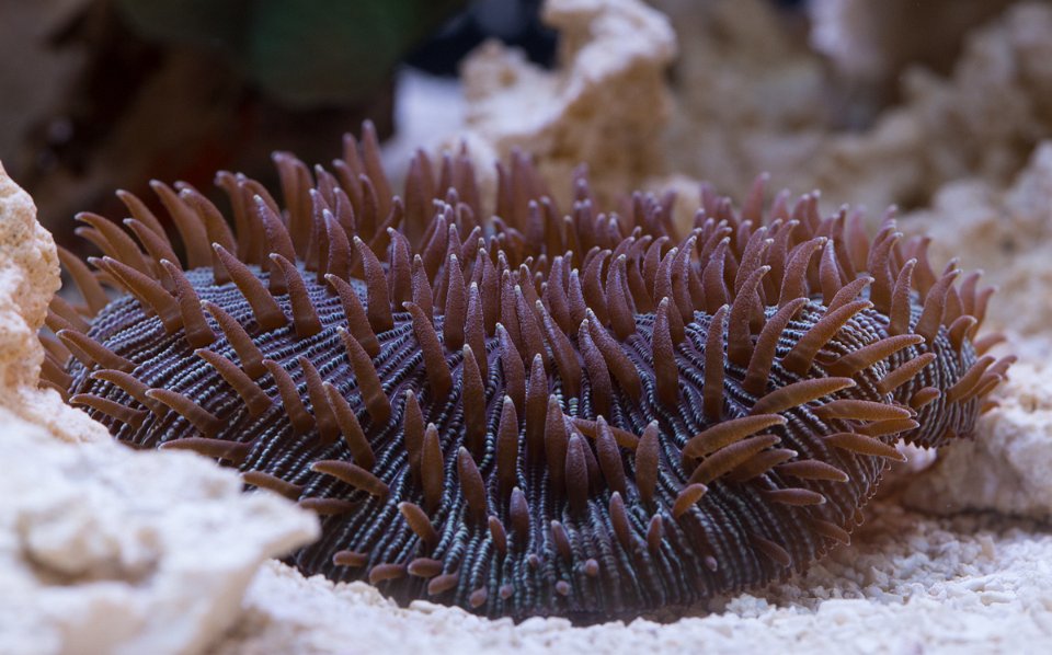 Corals-Critters-9272.jpg