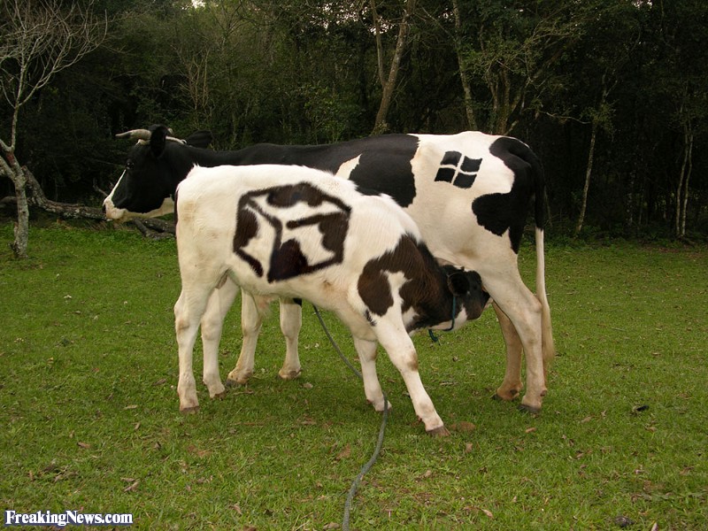 Microsoft-Gateway-Cows--18183.jpg