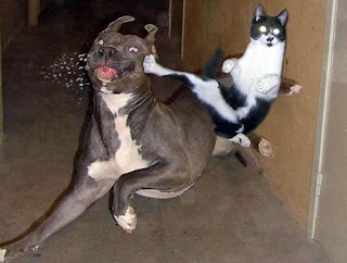 Funny-Fight-Animals-Cat-vs-Dog-Fight.jpg