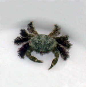 p-491-Hairy-Green-Mithrax-Crab-300x303.jpg