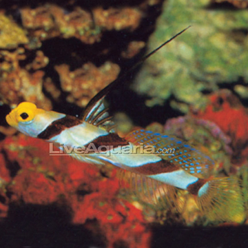 p-70938-hi-fin-red-goby.jpg