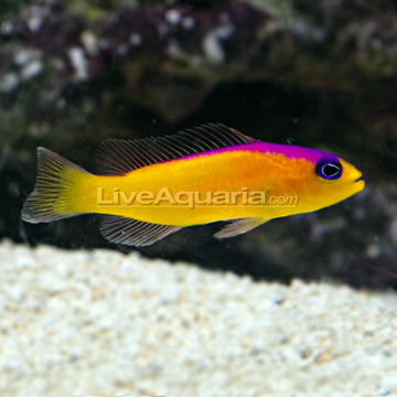 p-72394-pseudochromis.jpg