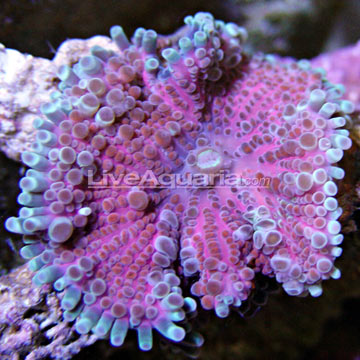 p-80547-ricordea-coral.jpg