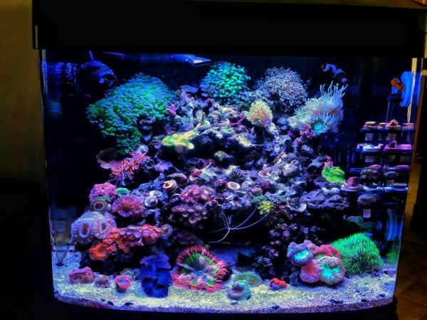 Up2no6oods-Coralife-Biocube-29-Gallon.jpg