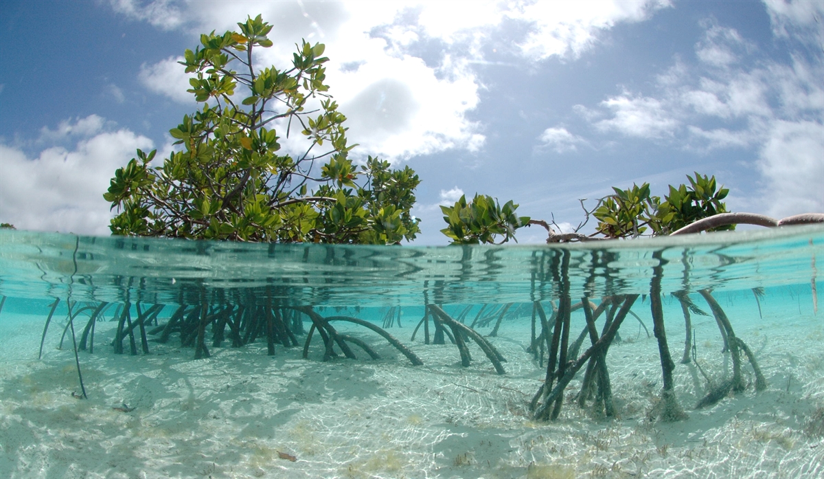 Mangrove-at-high-tide.jpg