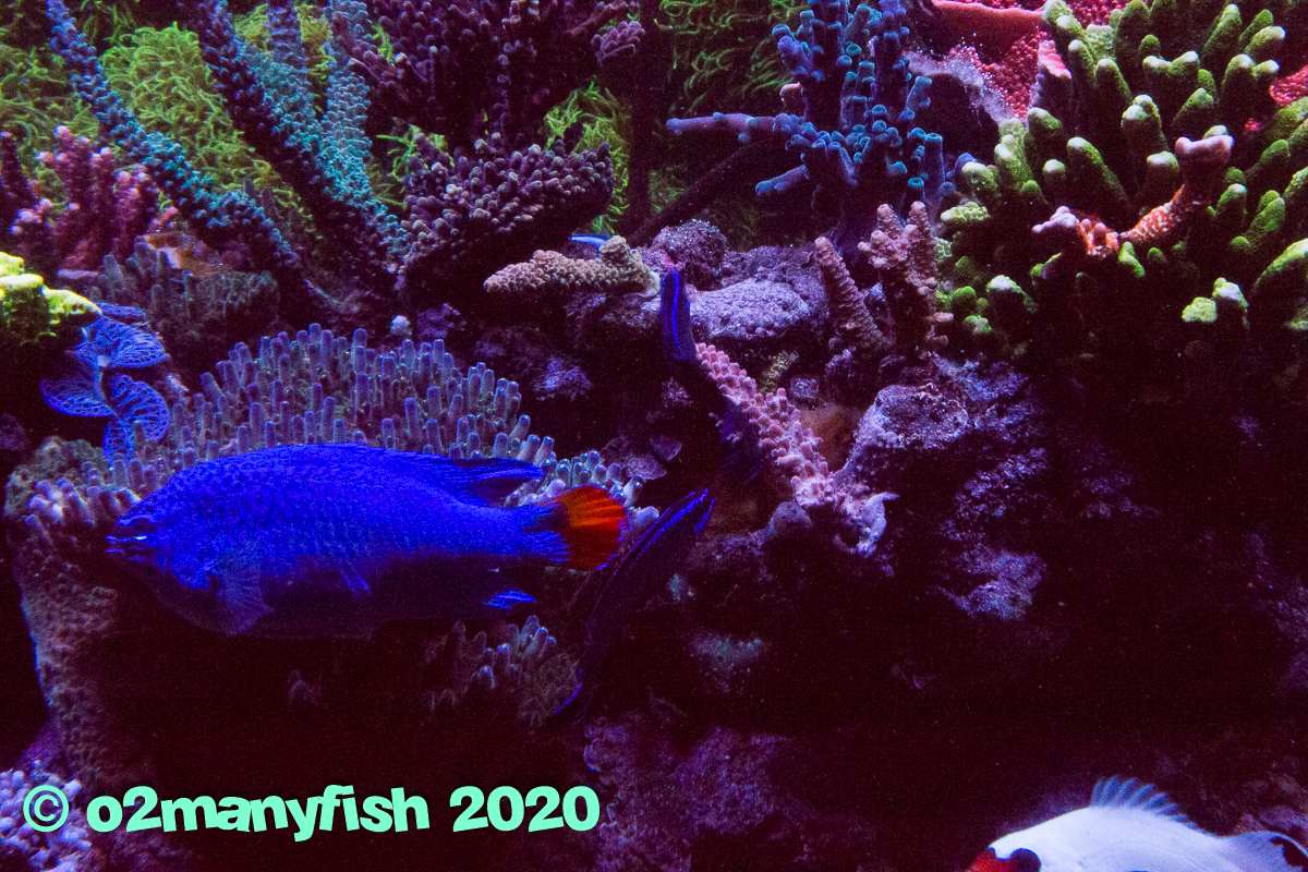 o2manyfish - Fish in the 400g - 1.jpg