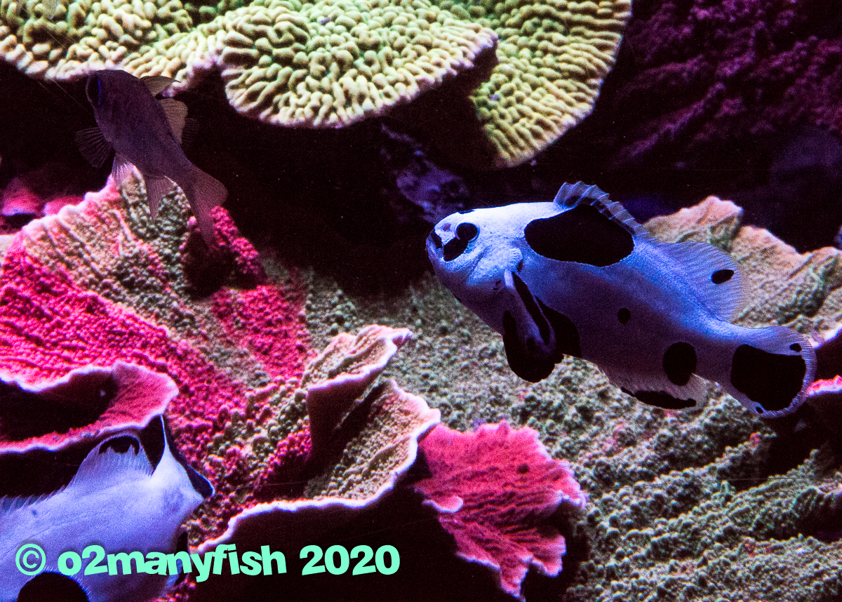 o2manyfish - Fish in the 400g - 4.jpg