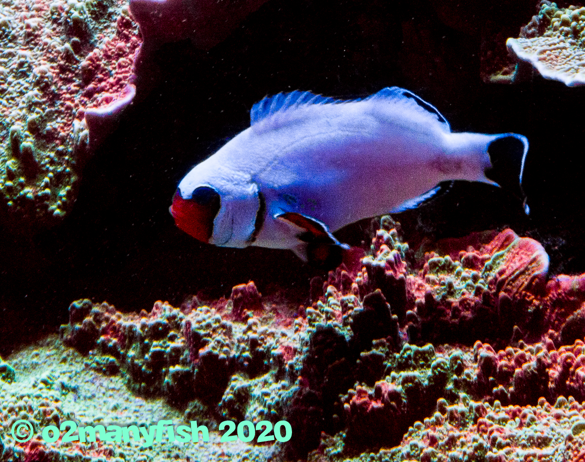 o2manyfish - Fish in the 400g - 5.jpg