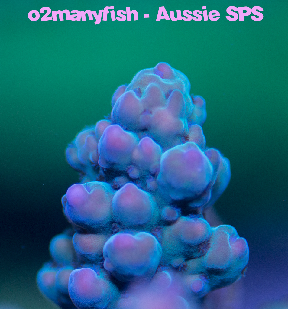 Aussie SPS 1.jpg