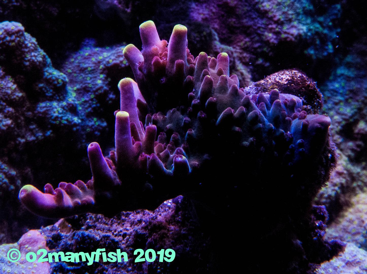 o2manyfish Tank Update March 19 18.jpg