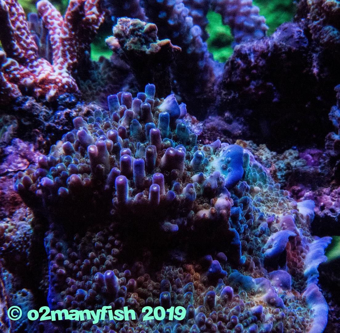o2manyfish Tank Update March 19 21.jpg