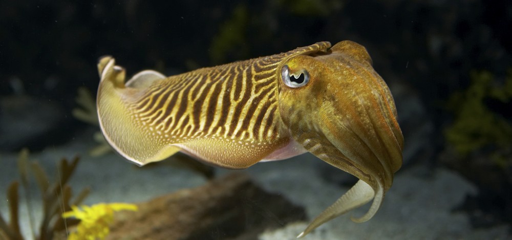 Cuttlefish-Main-1000x469.jpg