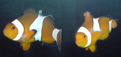Clownfish%20lymph.jpg