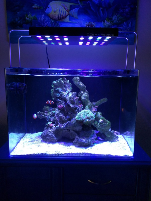 Ocean Revive t247b with Bluefish Mini REEF2REEF
