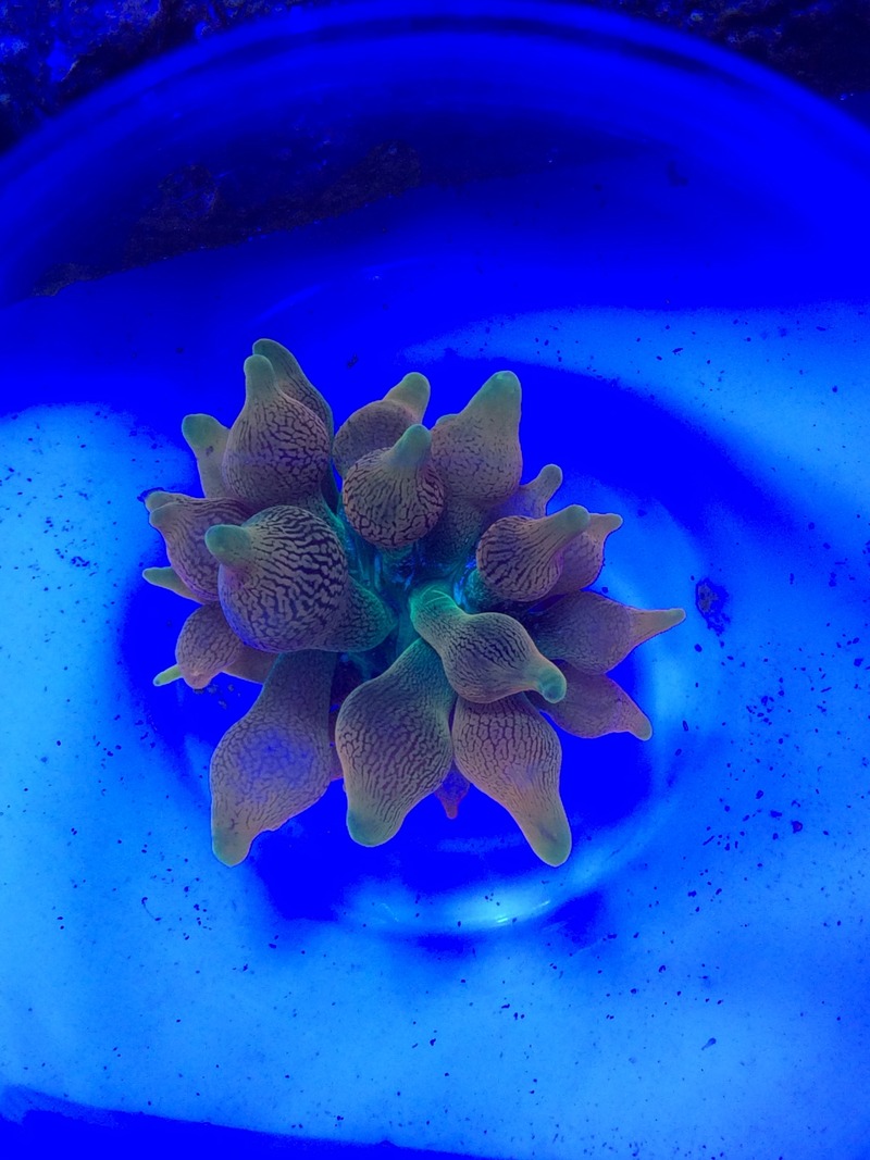 Genuine Colorado Sunburst anemone for sale... REEF2REEF