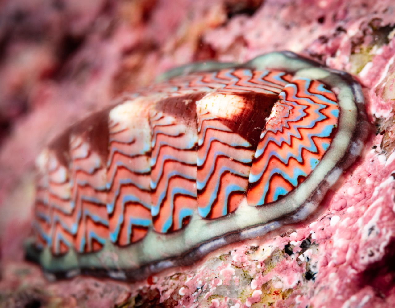 Monterey Bay Aquarium — BIOLOGY: so, colors- LINED CHITON: i wanna be...