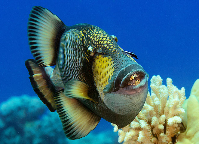 the-titan-triggerfish-a-voracious-predator-being-cleaned-by-a-cleaner-wrasse-at-over-800000-square-kilometres-a-pitcairn-island-no-take-marine-reserve-would-be-over-three-times-the-area.jpg