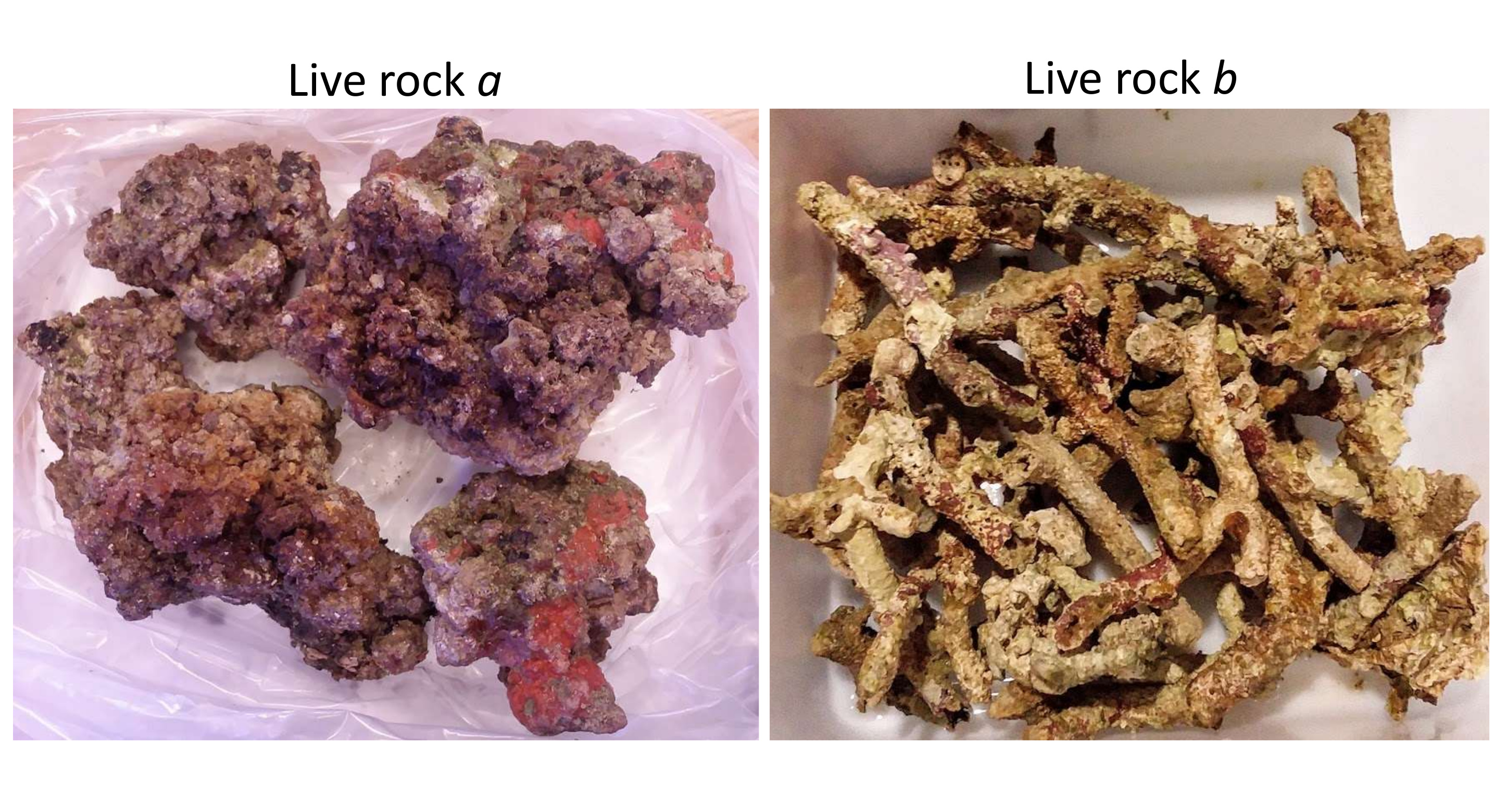 Figure 2: Images of the live rock used in this experiment.