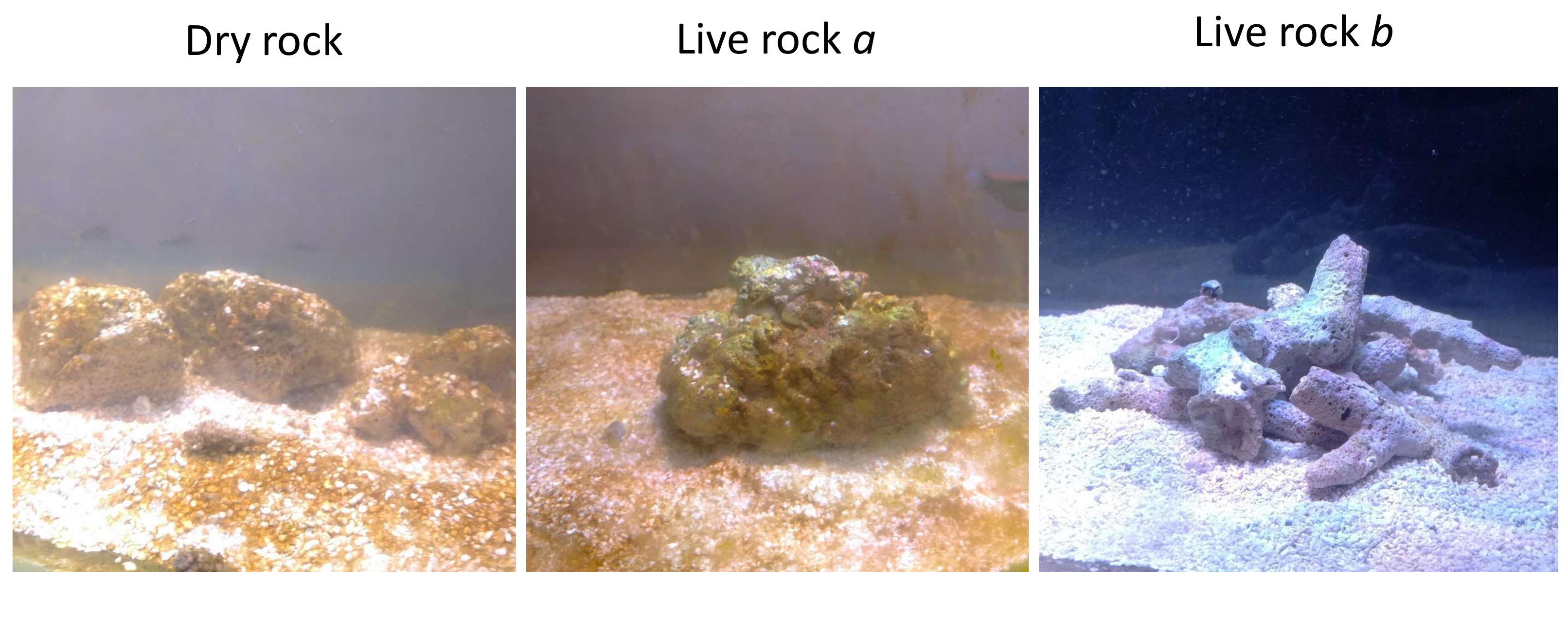 Figure 11. Closeup views of the sand and rock in a tank from each treatment group.