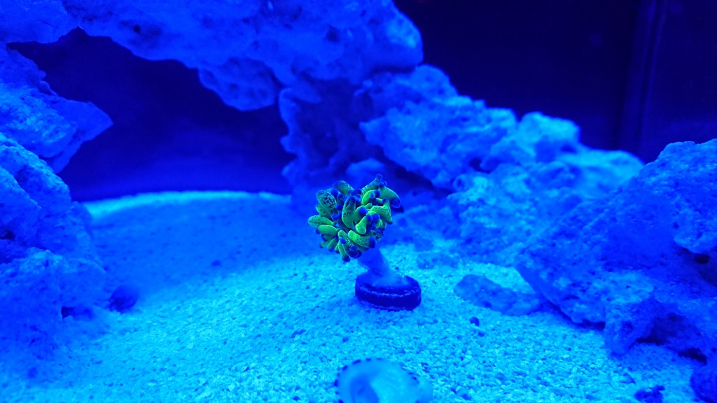 corals4.JPG