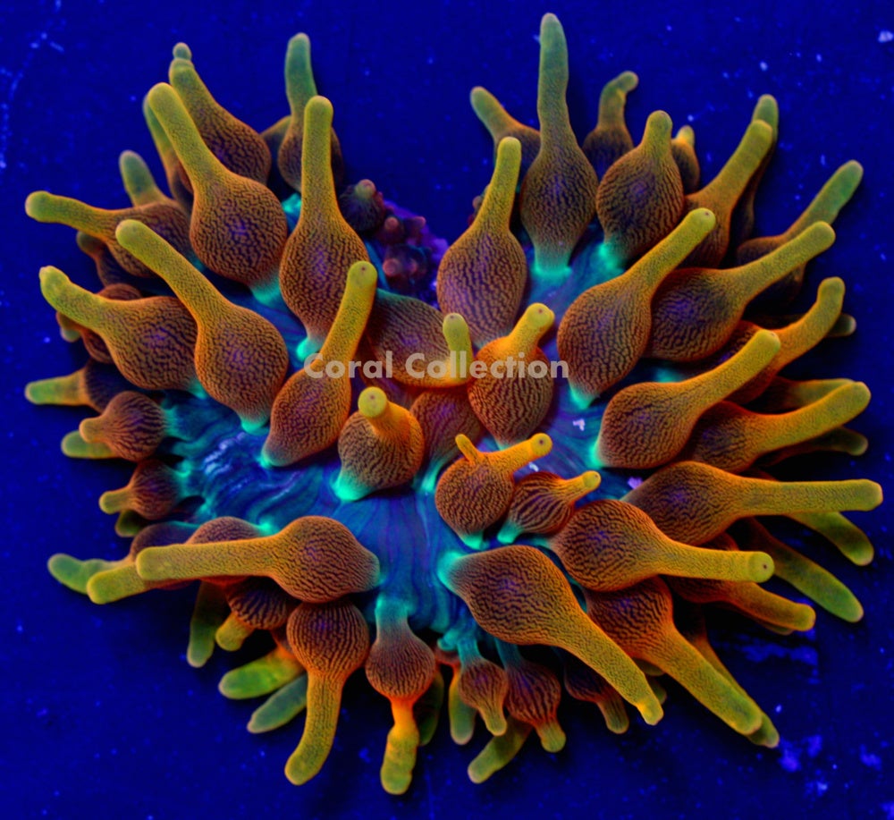 coralcollection.bigcartel.com