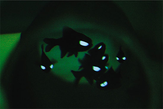 flashlight_fish.jpg