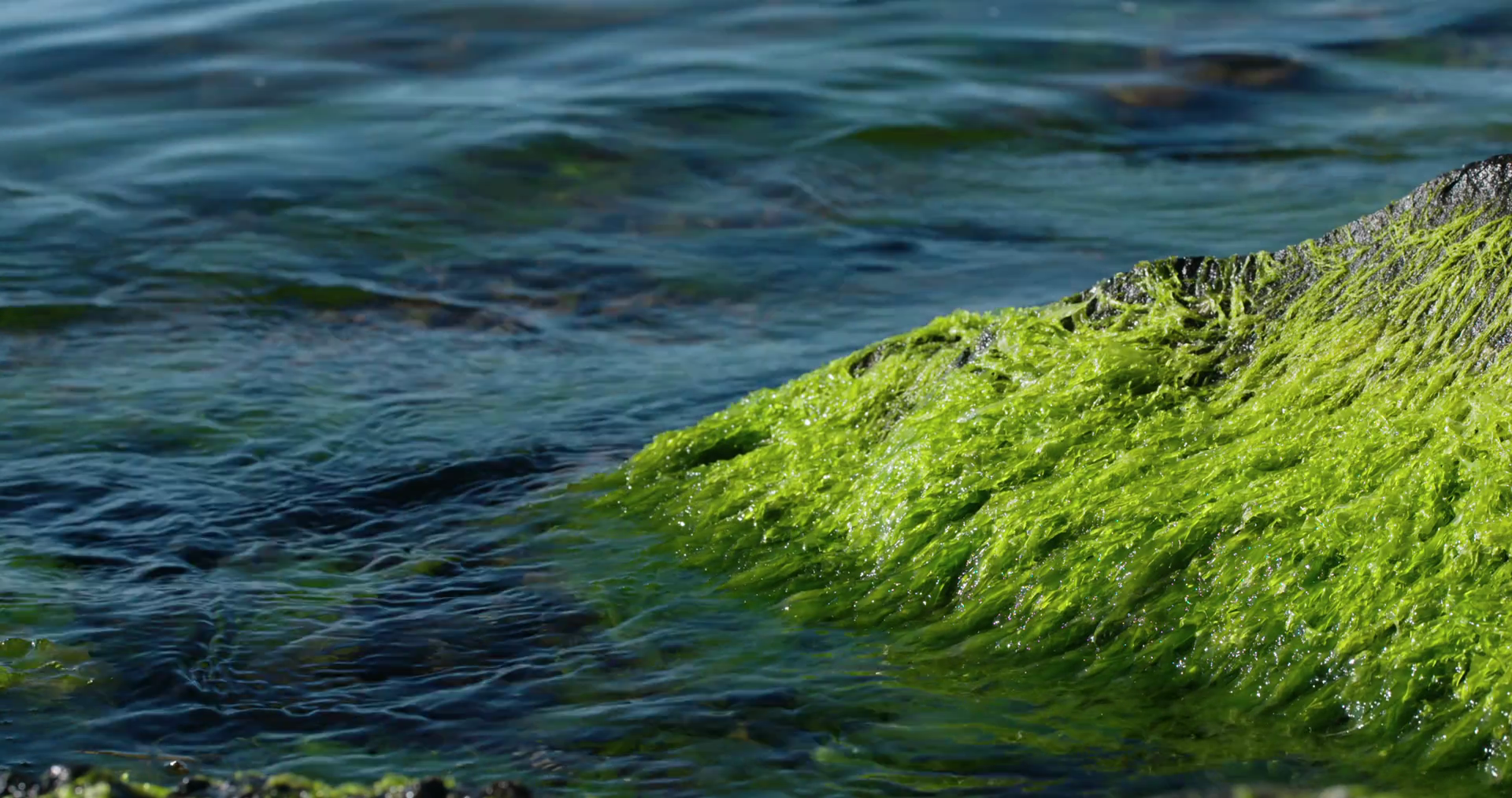 ocean-waves-crashing-on-algae-covered-rocks.png