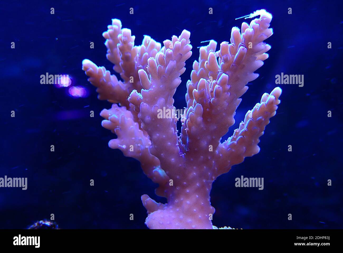 Acropora Microclados species of beautiful stony coral in reef aquarium tank  Stock Photo - Alamy