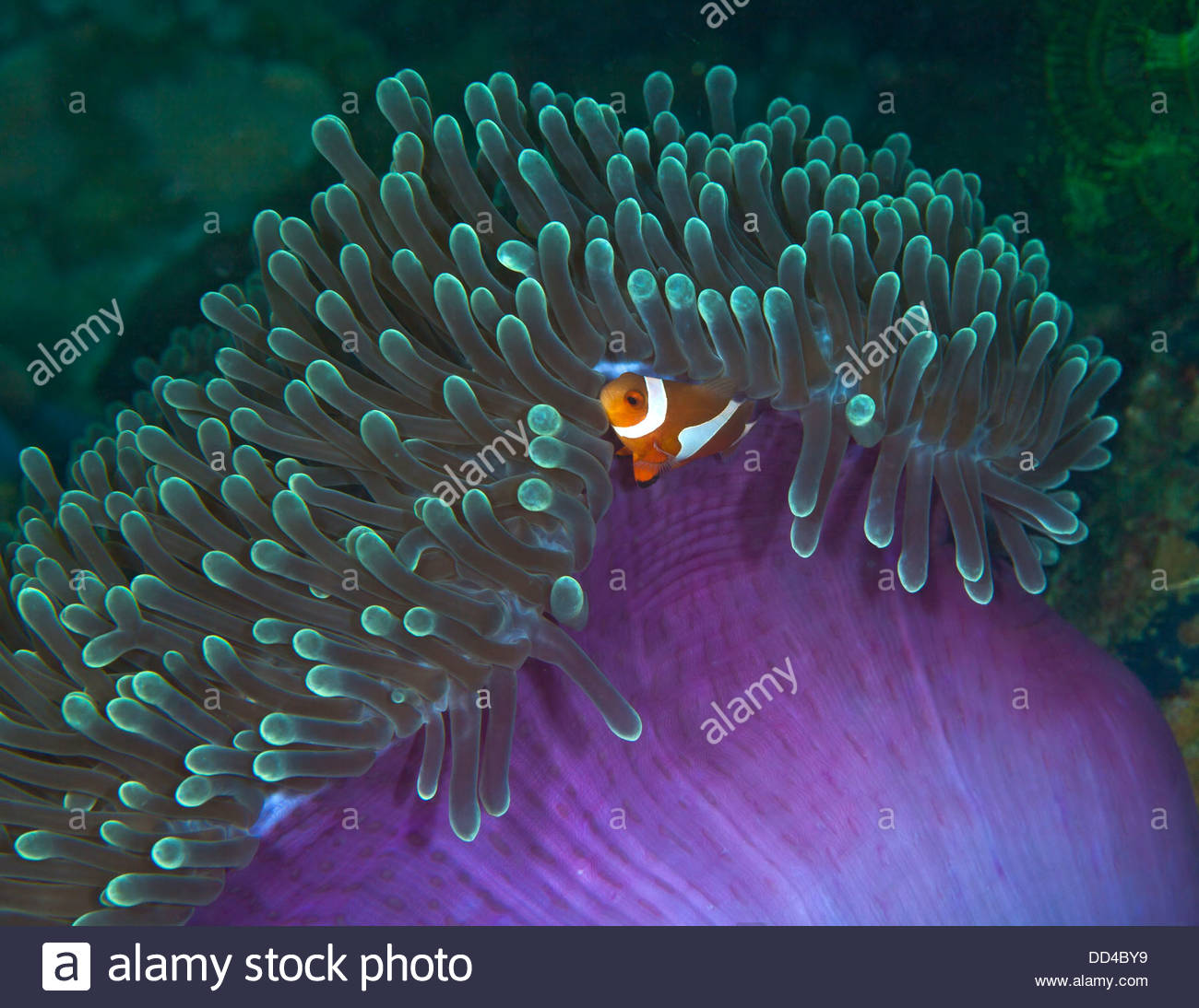 false-clownfish-nestling-in-purple-green-anemone-DD4BY9.jpg