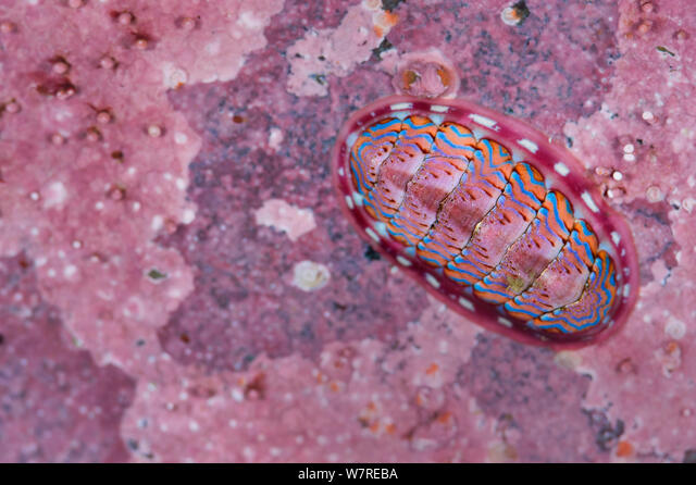 Blue lined chiton (Tonicella undocaerulea) on pink calcarious algae. Browning  Pass, Port Hardy, Vancouver Island, British Columbia, Canada. North East  Pacific Ocean Stock Photo - Alamy